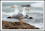 Hello everybody-2105.jpg