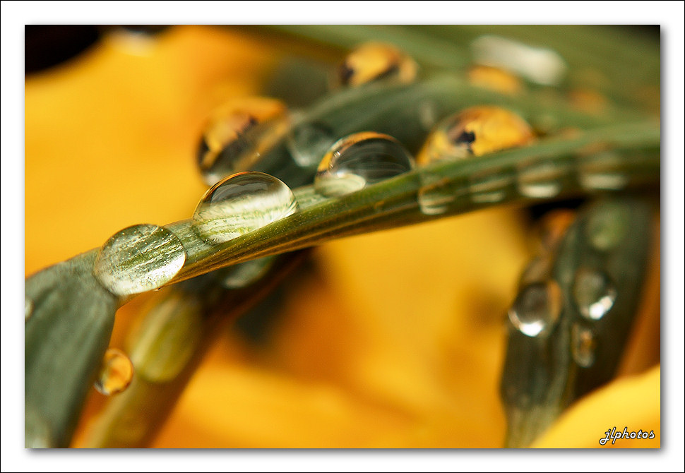 Larmes de jonquilles