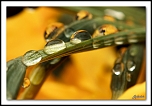 Larmes de jonquilles