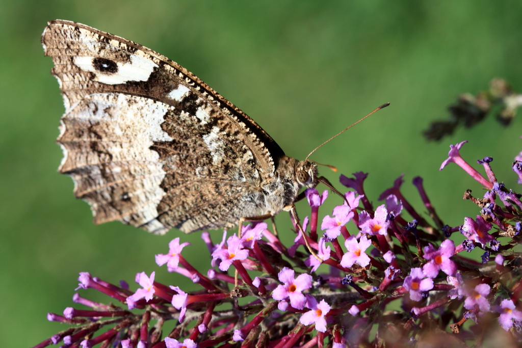 -papillon_redimensionner.jpg