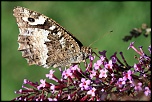 -papillon_redimensionner.jpg