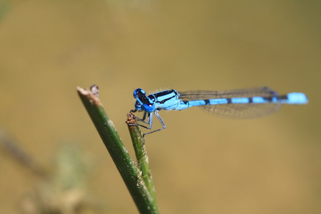 -libellule-bleu_redimensionner.jpg