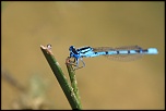 -libellule-bleu_redimensionner.jpg