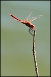 -libellule-rouge_redimensionner.jpg