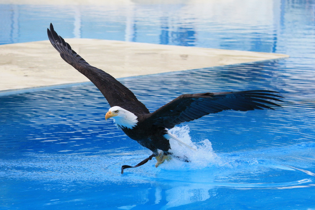 aigle
