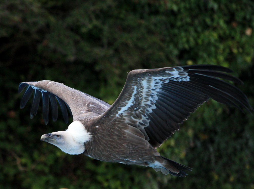 vautour