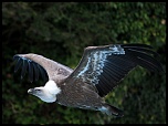 vautour