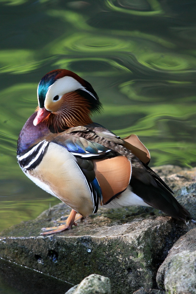 canard mandarin