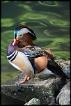 canard mandarin