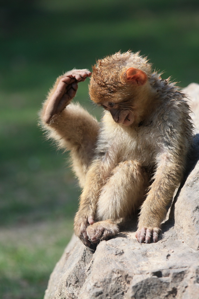 singe