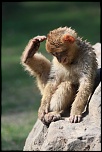 singe
