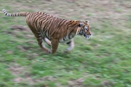 tigre
