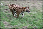 tigre