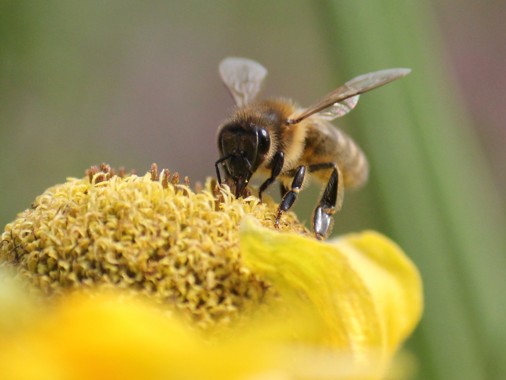 [Photo-Shop]Plug-in-abeille.jpg