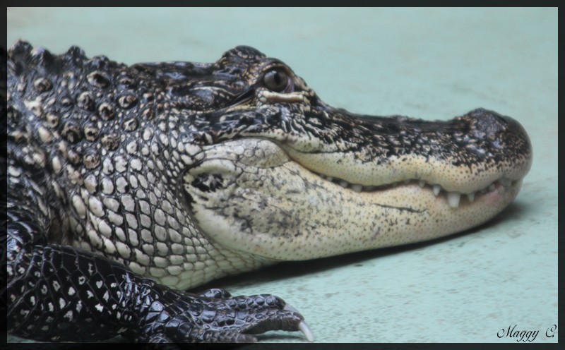 -le-croco-au-beau-sourire.jpg