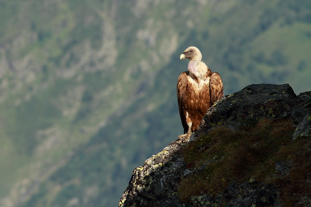 -2011-08-17-vautour-fauve0002b.jpg