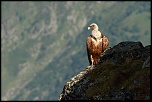 -2011-08-17-vautour-fauve0002b.jpg