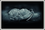 -saimg_1777.jpg