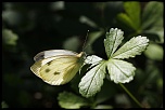 MG 0977
