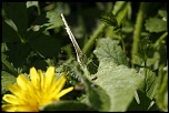 MG 0973