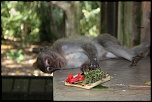 Vitesse carte memoire....-monkeys-ofrand.jpg