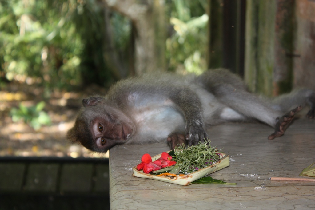 Vitesse carte memoire....-monkeys-ofrand.jpg