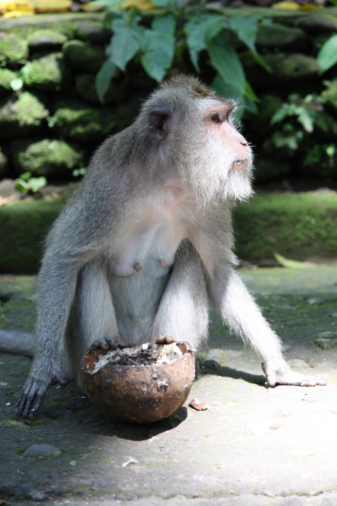 Vitesse carte memoire....-coconut-food.jpg