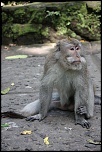 Vitesse carte memoire....-monkey-mind.jpg