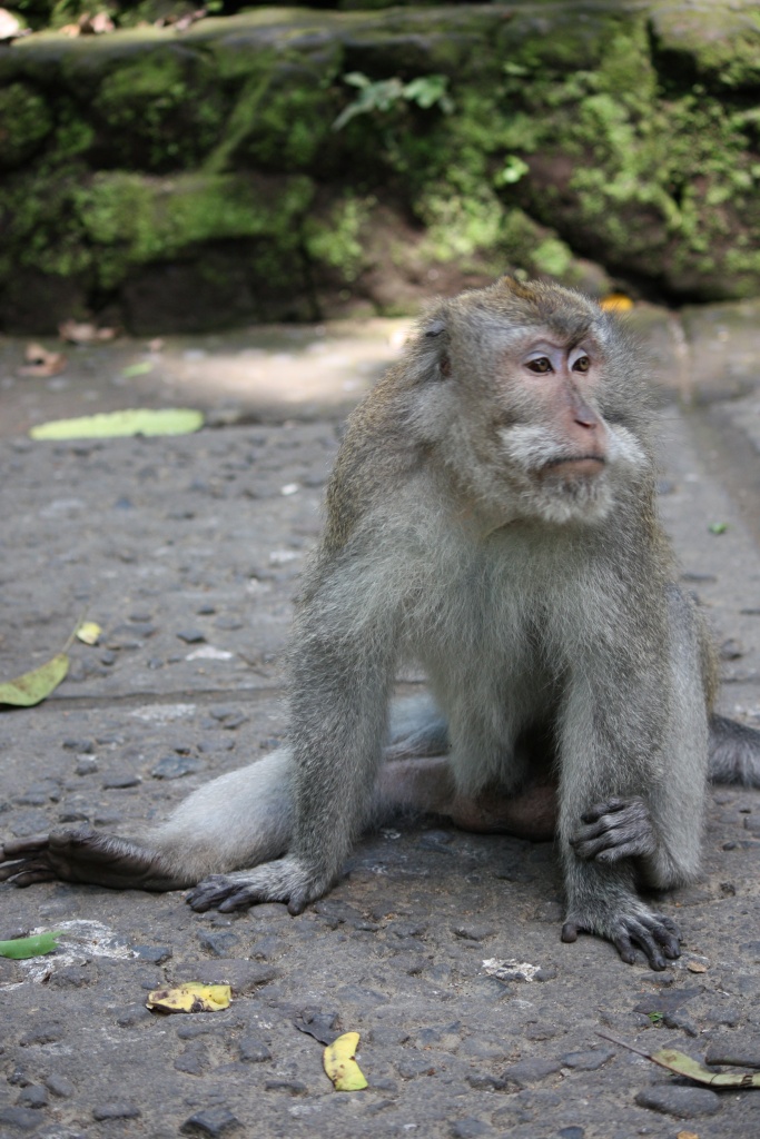 Vitesse carte memoire....-monkey-mind.jpg