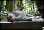 Vitesse carte memoire....-rest-monkey.jpg