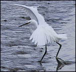 Mon Matos-aigrette-blanche-de-ouistream.jpg