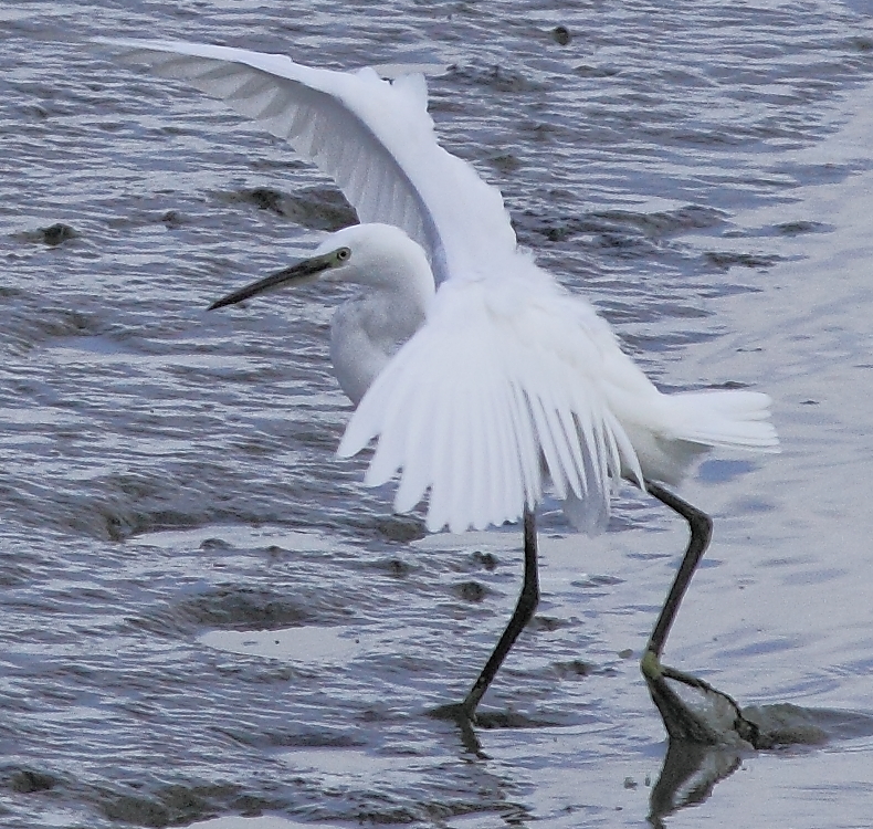 Mon Matos-aigrette-blanche-de-ouistream.jpg