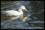 -bisous-du-canard.jpg