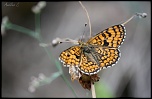 FLASH ESCLAVE-img_6579.jpg
