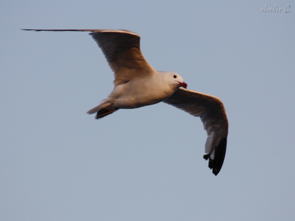 FLASH ESCLAVE-img_6520.jpg