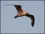 FLASH ESCLAVE-img_6520.jpg