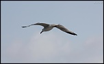 FLASH ESCLAVE-img_6395.jpg