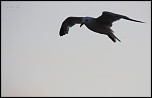 FLASH ESCLAVE-img_6518.jpg