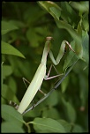 IMG 0329