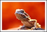 IMG 3095