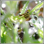 Petit plus-img_2764.jpg