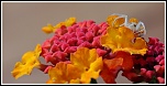 Petit plus-img_2603.jpg