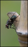 IMG 0040