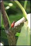 IMG 0063