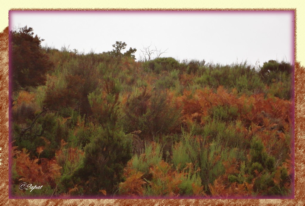 -automne.jpg