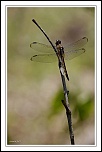 FAUNE Macro