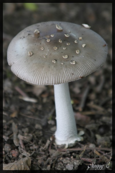 -le-champignon.jpg