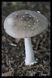 -le-champignon.jpg