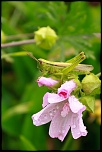 -img_2671.jpg