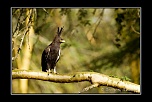 Diffrents oiseaux photographis au Kenya